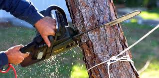 Best Lawn Mowing  in Reidsville, GA